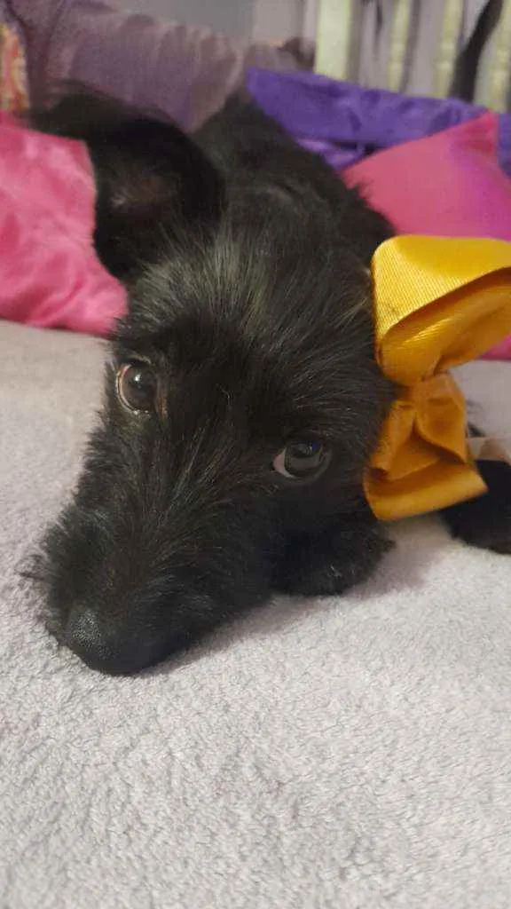 Cachorro ra a Srd idade 2 a 6 meses nome July