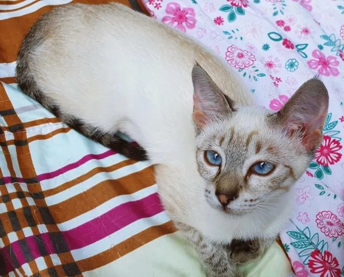 Gato raça SRD-ViraLata idade 2 a 6 meses nome MARIETA MIX