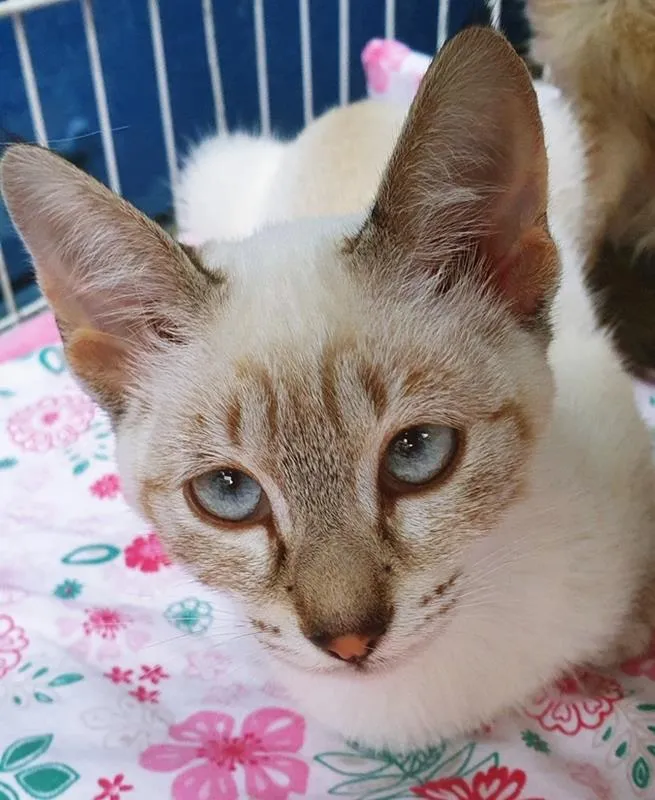 Gato raça SRD-ViraLata idade 2 a 6 meses nome MARIETA MIX