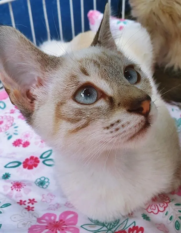 Gato raça SRD-ViraLata idade 2 a 6 meses nome MARIETA MIX