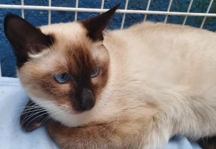 Gato raça SRD-ViraLata idade 2 a 6 meses nome SOLIS SIAMÊS