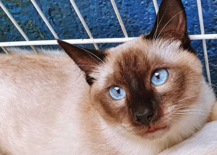 Gato raça SRD-ViraLata idade 2 a 6 meses nome SOLIS SIAMÊS