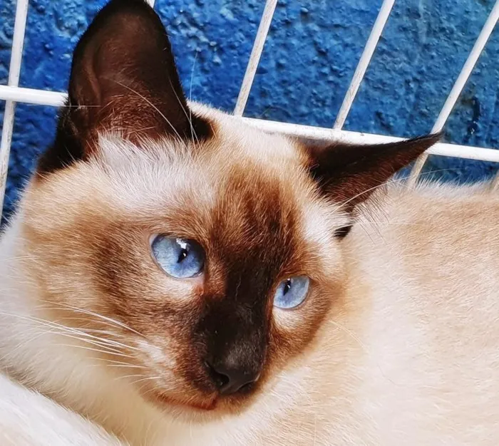 Gato raça SRD-ViraLata idade 2 a 6 meses nome SOLIS SIAMÊS