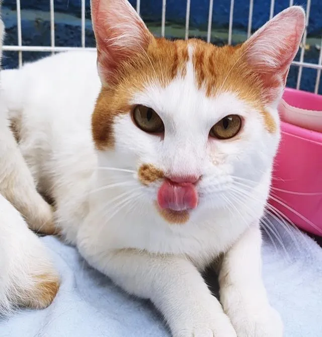 Gato raça SRD-ViraLata idade  nome ALADIN 