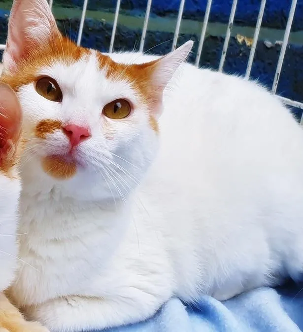 Gato raça SRD-ViraLata idade  nome ALADIN 