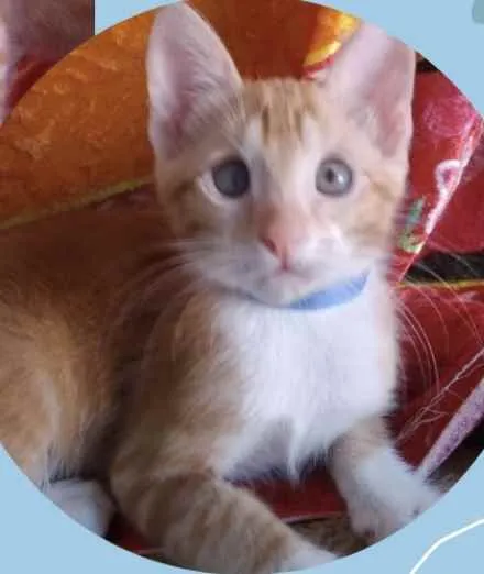 Gato ra a Mestiço  idade Abaixo de 2 meses nome Simba 