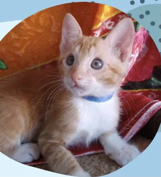 Gato ra a Mestiço  idade Abaixo de 2 meses nome Simba 