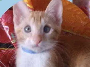 Gato raça Mestiço  idade Abaixo de 2 meses nome Simba 