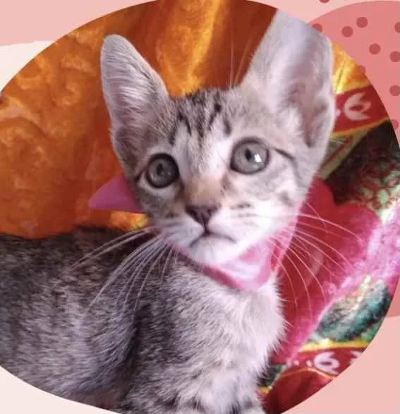 Gato ra a Mestiça  idade Abaixo de 2 meses nome Pérola 