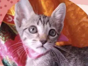 Gato raça Mestiça  idade Abaixo de 2 meses nome Pérola 