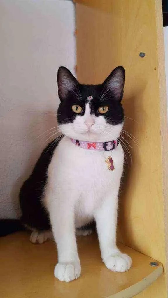 Gato raça SRD  idade 1 ano nome Amora 