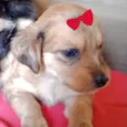 Maya 