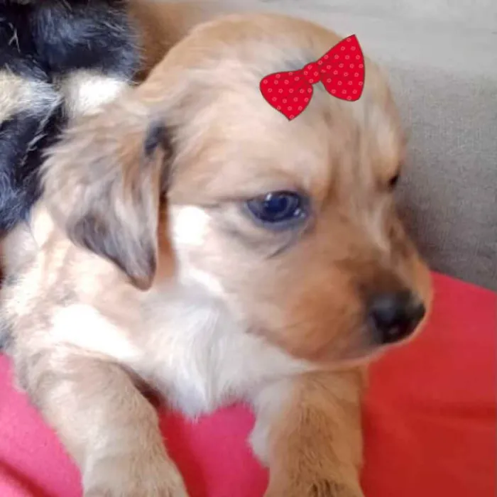 Cachorro ra a Mestiça  idade Abaixo de 2 meses nome Maya 