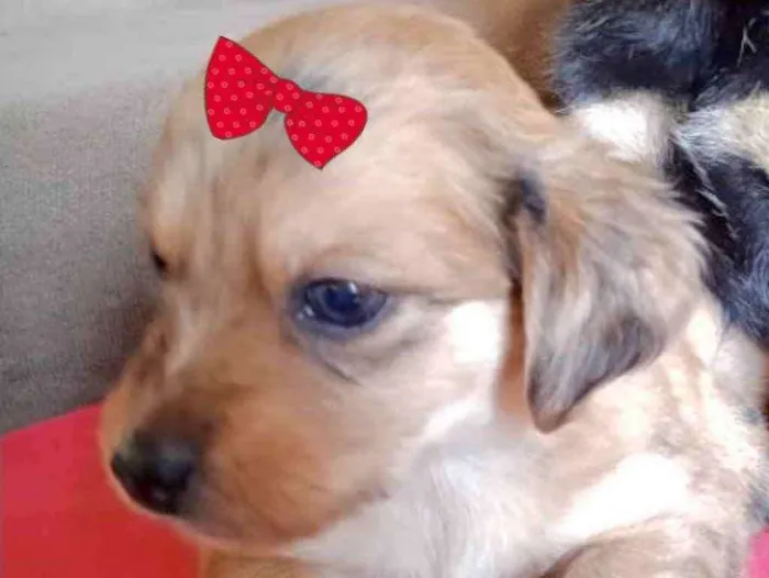 Cachorro ra a Mestiça  idade Abaixo de 2 meses nome Maya 