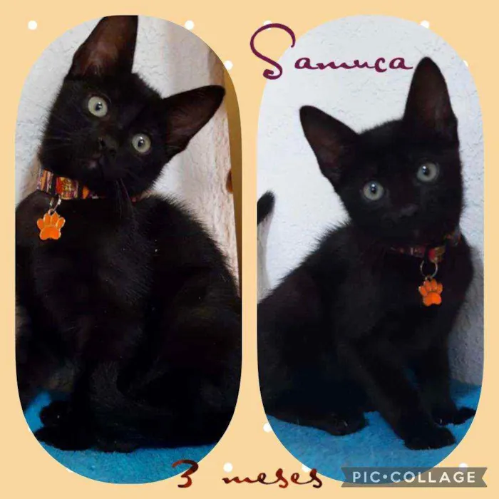 Gato raça SRD  idade 2 a 6 meses nome Samuca 