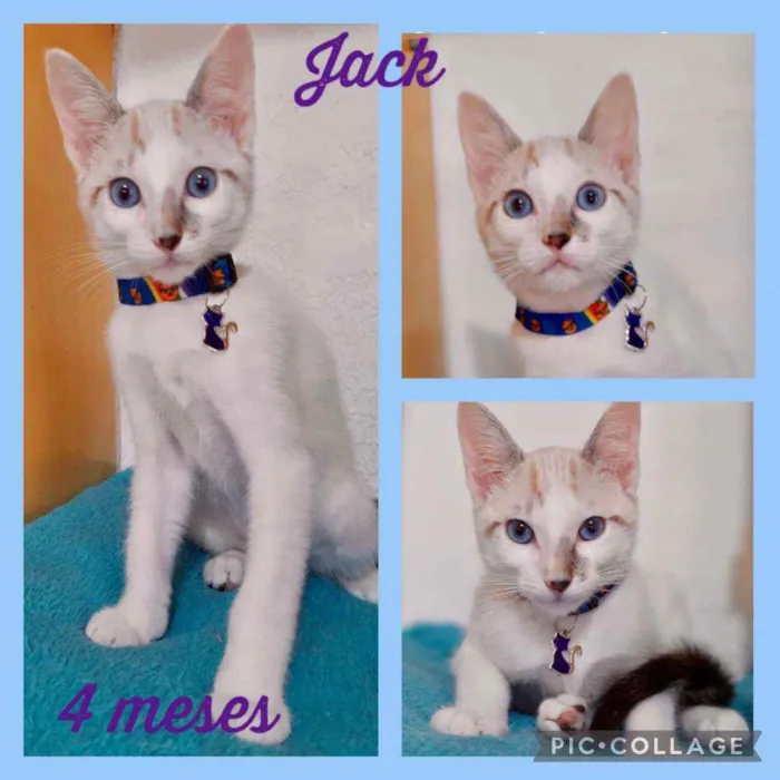 Gato raça SRD  idade 2 a 6 meses nome Jack 