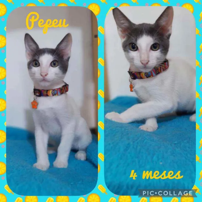 Gato raça SRD  idade 2 a 6 meses nome Pepeu