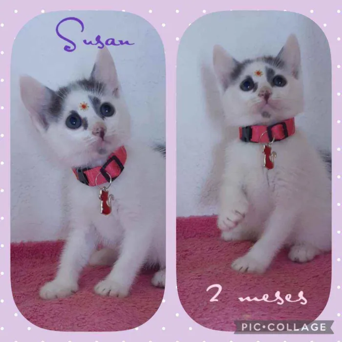 Gato raça SRD  idade Abaixo de 2 meses nome Susan 