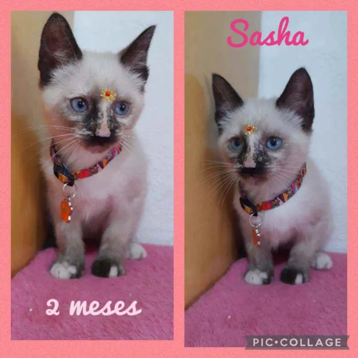Gato raça SRD  idade Abaixo de 2 meses nome Sasha 