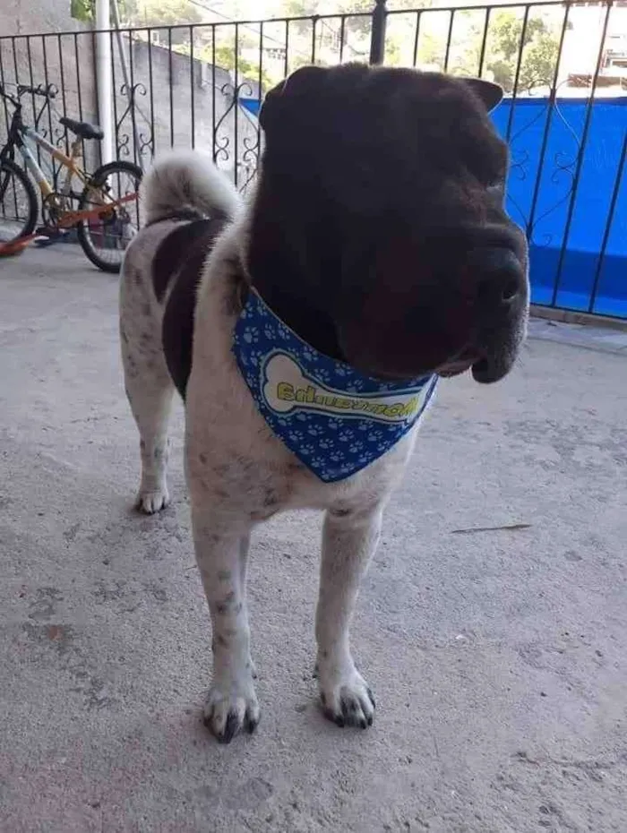 Cachorro ra a Sharpei  idade 6 ou mais anos nome Montanha