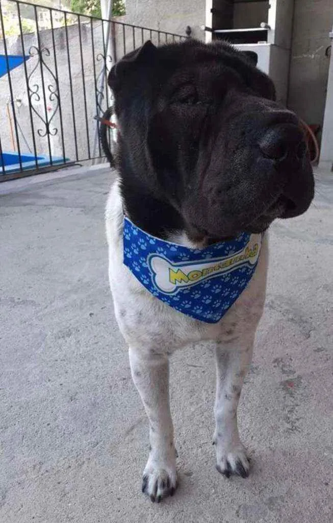 Cachorro ra a Sharpei  idade 6 ou mais anos nome Montanha