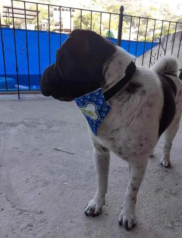 Cachorro ra a Sharpei  idade 6 ou mais anos nome Montanha
