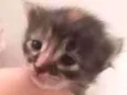 lia