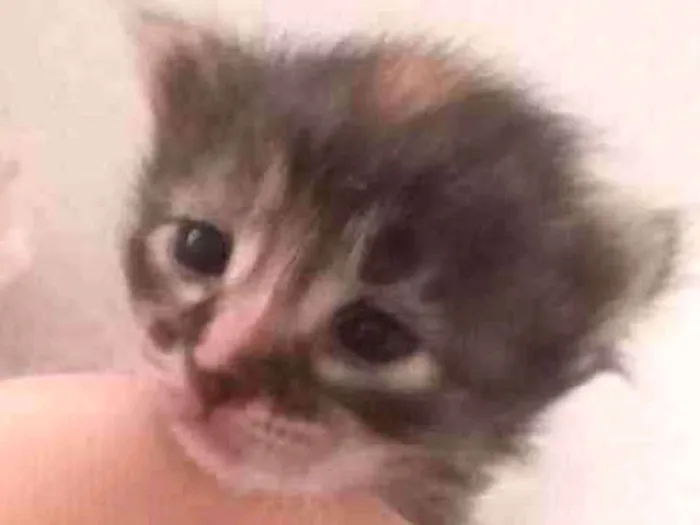 Gato ra a vira lata idade Abaixo de 2 meses nome lia