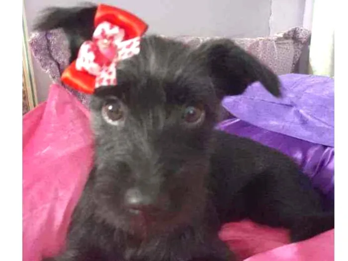 Cachorro ra a Srd idade 2 a 6 meses nome July