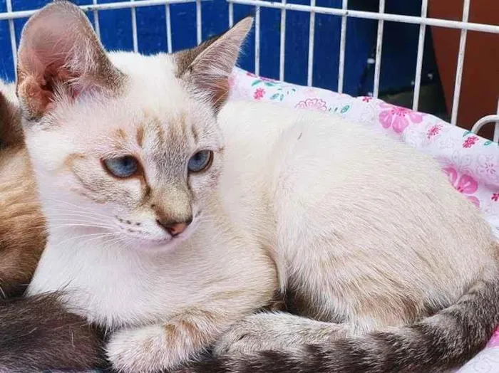 Gato raça SRD-ViraLata idade 2 a 6 meses nome MARIETA MIX