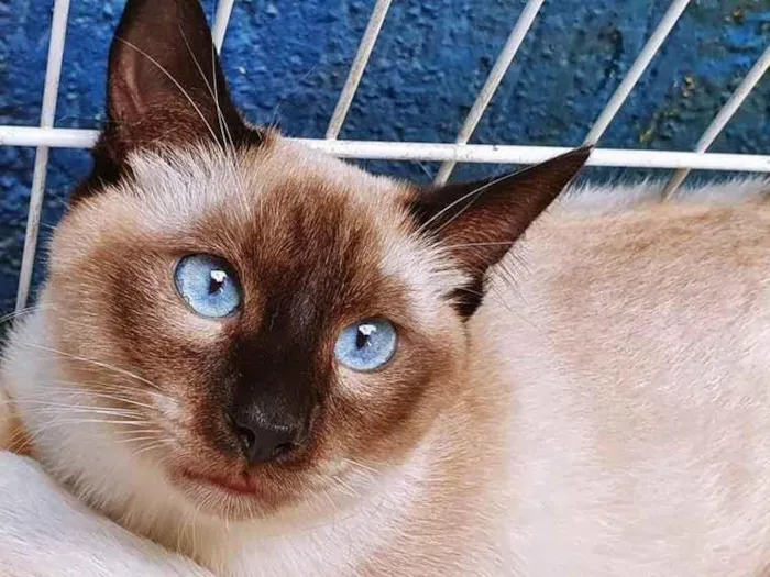 Gato raça SRD-ViraLata idade 2 a 6 meses nome SOLIS SIAMÊS