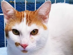 Gato raça SRD-ViraLata idade  nome ALADIN 