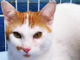 Gato raça SRD-ViraLata idade  nome ALADIN 