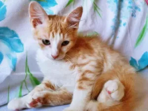 Cachorro raça SRD-ViraLata idade  nome MATEUS LARANJA