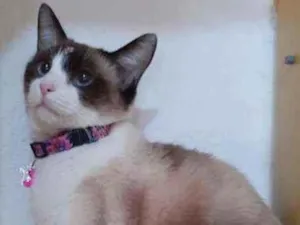 Gato raça SRD  idade 2 anos nome Jessie 