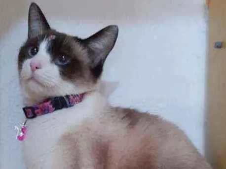 Gato raça SRD  idade 2 anos nome Jessie 