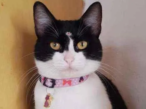 Gato raça SRD  idade 1 ano nome Amora 