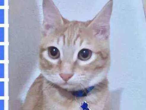 Gato raça SRD  idade 2 a 6 meses nome Blond 