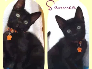 Gato raça SRD  idade 2 a 6 meses nome Samuca 