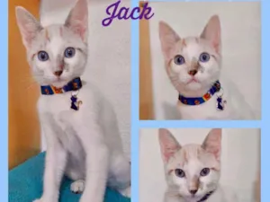Gato raça SRD  idade 2 a 6 meses nome Jack 