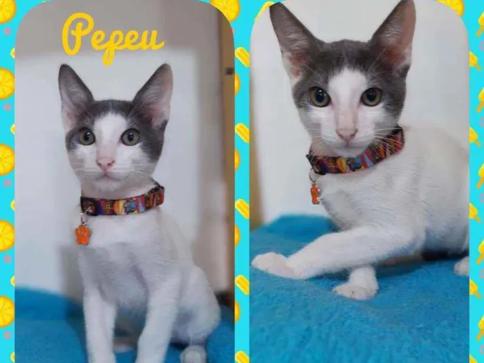 Gato raça SRD  idade 2 a 6 meses nome Pepeu