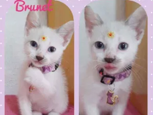 Gato raça SRD  idade Abaixo de 2 meses nome Brunet