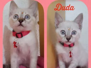 Gato raça SRD  idade Abaixo de 2 meses nome Duda 