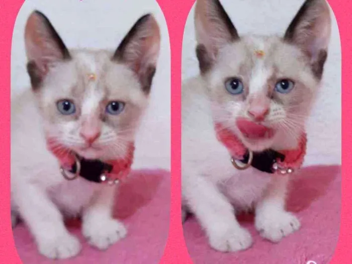 Gato raça SRD  idade Abaixo de 2 meses nome Lore 