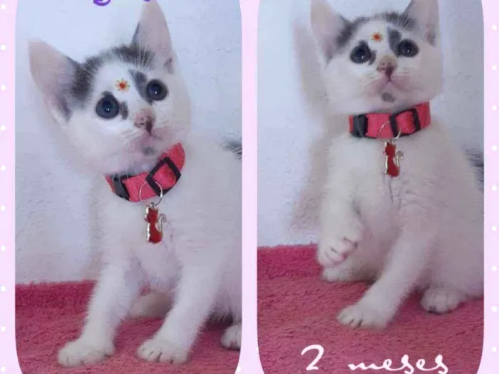 Gato raça SRD  idade Abaixo de 2 meses nome Susan 