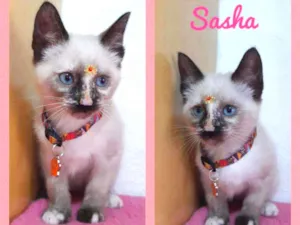 Gato raça SRD  idade Abaixo de 2 meses nome Sasha 