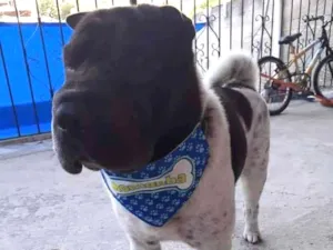 Cachorro raça Sharpei  idade 6 ou mais anos nome Montanha