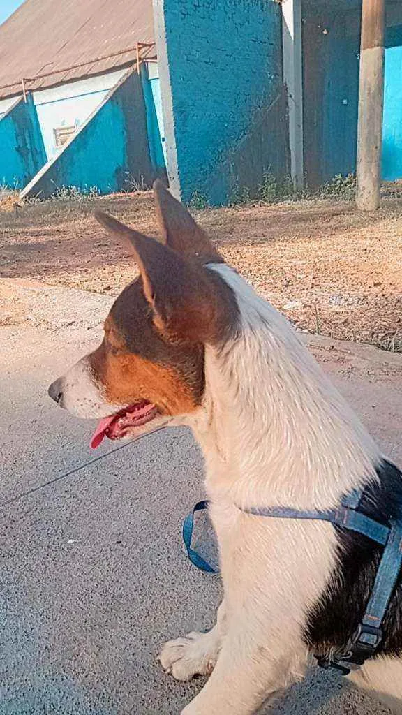 Cachorro raça Fox Paulistinha idade 7 a 11 meses nome Otar 