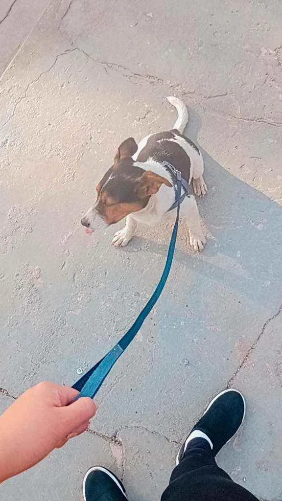 Cachorro raça Fox Paulistinha idade 7 a 11 meses nome Otar 