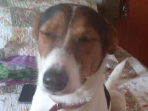 Cachorro raça Fox Paulistinha idade 7 a 11 meses nome Otar 